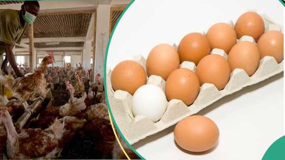 Poultry farmers in Nigeria announce new price for crates of egg, give reasons