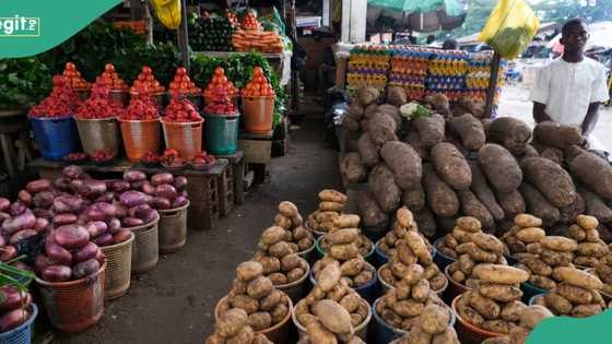 High food prices: FG to disband trade market unions? Fresh details emerge