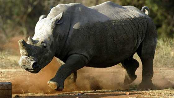 White rhinos return to Mozambique park after 40 years