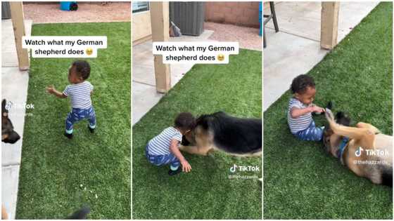 "Lovely German shepherd": Dog saves baby from eating dirt, "swallows it" & moves away in video