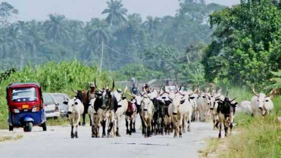 Rage in Delta as stray cow kills three-month-old baby, injures 1 in court building