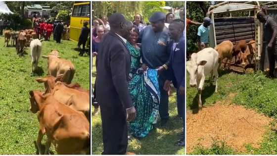 "This is how we do it": Man storms his wedding with 21 cows, treats his wife like queen in viral video