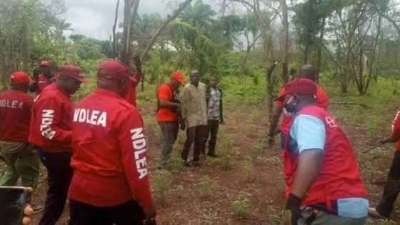 NDLEA ta Bankado Wata Tafkekiyar Gonar Wiwi a Jihar Kano
