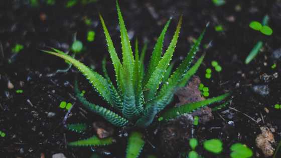 Benefits of Aloe Vera on face overnight: a simple beauty secret