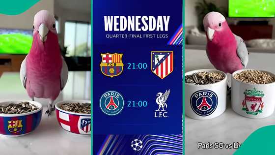 Parrot that correctly predicted winner of Sporting vs Arsenal match predicts PSG vs Liverpool match