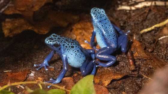 Découvrez le top 10 des grenouilles les plus venimeuses du monde