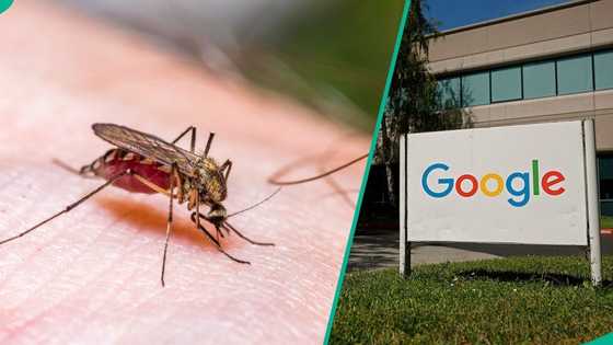 Google seeks permission to release 32 million mosquitoes, gives reason