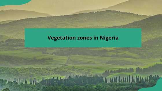 Vegetation zones in Nigeria and their states: detailed 2024 breakdown