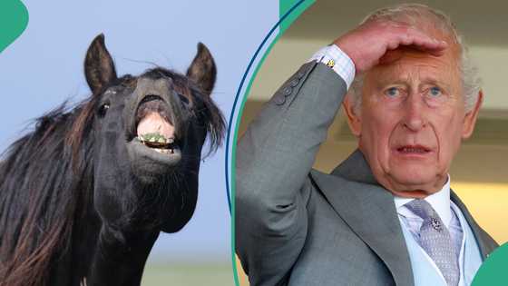 UK soldier dies after falling from horse, King Charles reacts