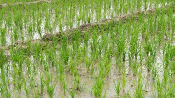Watakila Shinkafa Za Ta Kara Tsada, Kamfanonin Arewa Sun Fara Hakura da Aiki