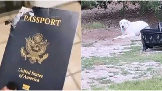 Village people at work: Massive reactions as dog eats owner's American passport