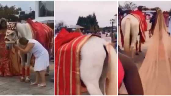 Bride gets tongues wagging as she makes impressive wedding entrance with horse (video)
