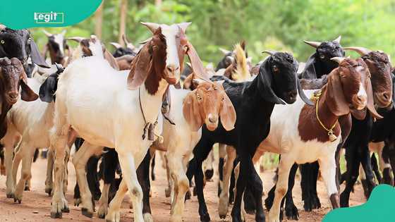 How much to start goat farming in Nigeria? Costs, running expenses and profit, all broken down
