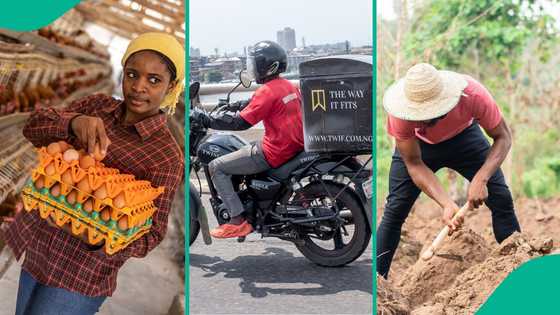 Services, agriculture lead as Nigeria’s GDP grows by 3.98 per cent