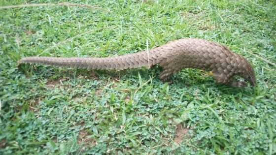 Yadda ake sace namun dajin Najeriya a sayar da makudan daloli a kasashen ketare