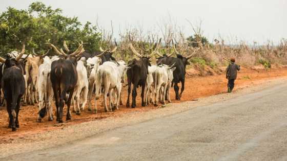 Gwamnatin Buhari ta bayyana abin da ta ware domin aikin RUGA a bana