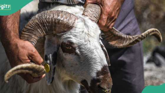 Eid el Kabir 2024: How, when to sacrifice, share Sallah ram