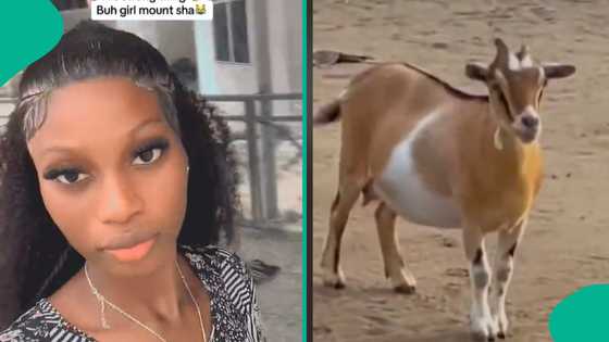 "I lost my composure": Lady laments bitterly as her landlord's goat eats her loaf of bread