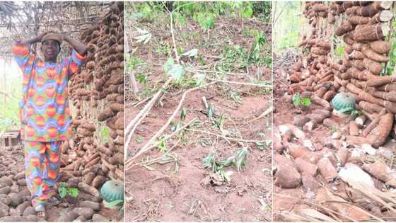 82-year-old farmer laments destruction of his crops by suspected herdsmen