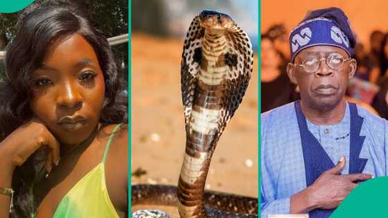 "What you must do after snake bite": FG issues life-saving warning after Nanyah Music's death