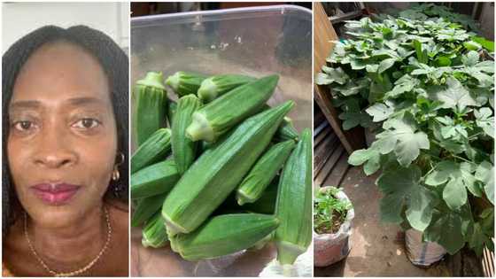 Nigerian woman showcases fresh okro she harvested from cement sack farming, says husband will eat sweet soup