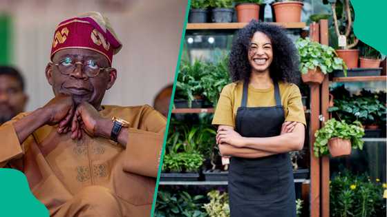 Apply: Tinubu establishes credit guarantee firm to give loans to Nigerians