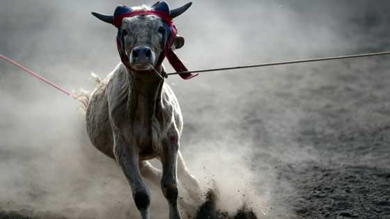 Mexico barred from sending cattle to US over flesh-eating pest