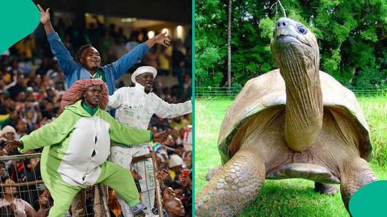 South African replies 196-year-old tortoise who predicted outcome of Bafana Bafana vs Super Eagles, video