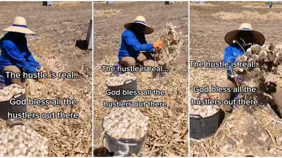 "At least, you get paid in Euros": Video shows Nigerian man working in a farm abroad, harvesting crops