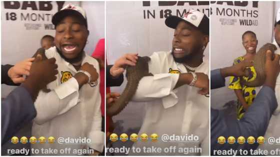 Davido screams in fear, nearly ‘picks race’ after animal is placed on his shoulder for photo