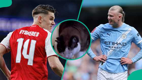 Man City vs Arsenal: Mysterious cat predicts decisive Premier League match