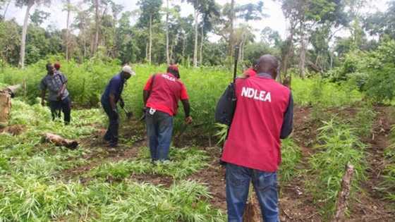 NDLEA seizes 10.5 tons of hard substance, arrests one in Maiduguri