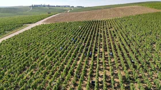 Champagne makers cut harvest as global outlook fizzles out