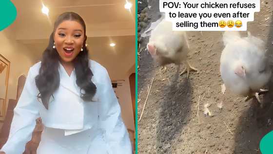 Nigerian lady warns chickens to go back as they follow her after she sold them, video amuses people
