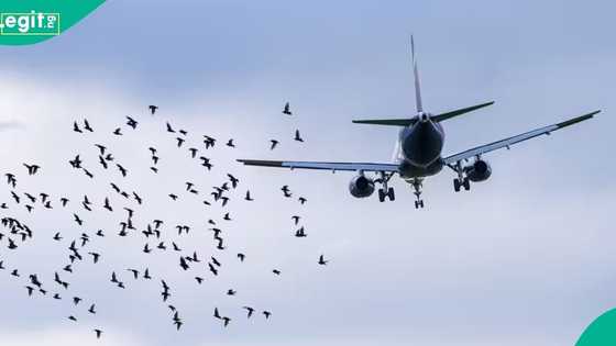 Nigerian airline reports 2nd bird strike in 24 hours, 4th in 2026