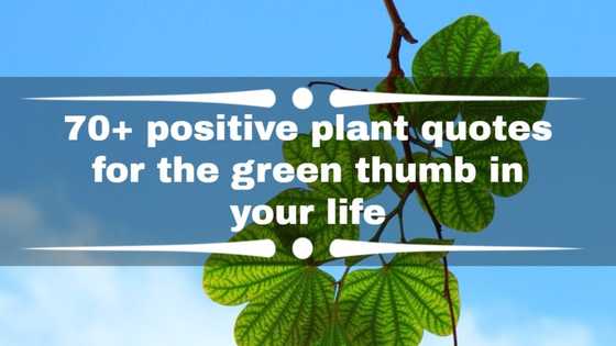 70+ positive plant quotes for the green thumb in your life