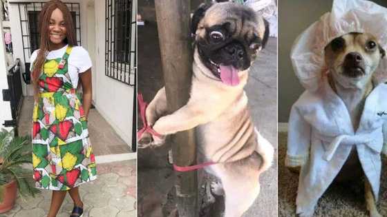 Nigerian lady punishes dog who chews on her iPhone in hilarious way, many react (photos)