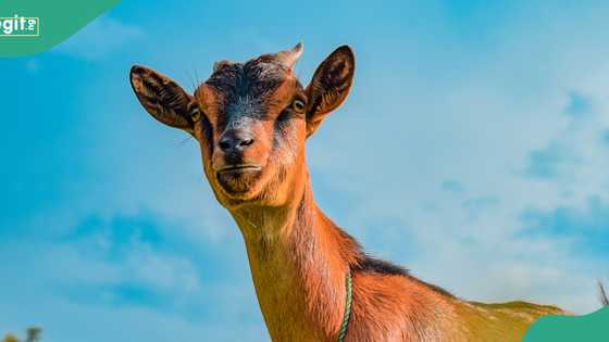 Kano man arrested for lewd act with goat after disturbing video goes viral