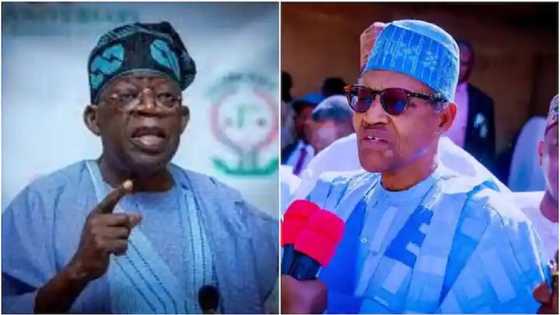 Yaki Da Cin Hanci: Da Alamu Tinubu Zai Fi Buhari Lalacewa A Bangaren, Farfesa Ya Magantu