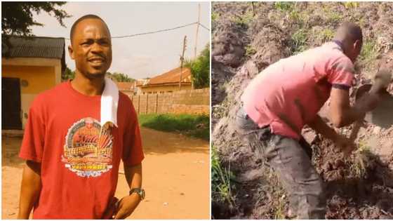 I'm super proud of what I do: Law student shows off his farm in clip, says it's been his job since ASUU strike