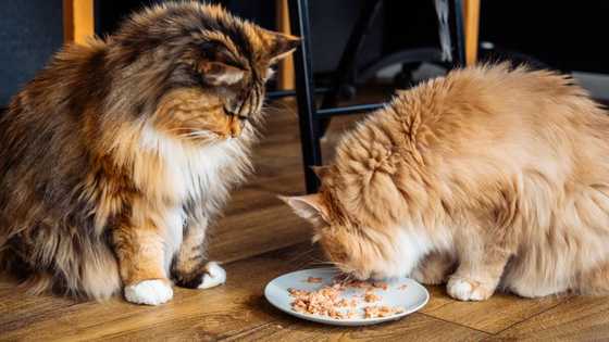 Découvrez le top 10 des chats les plus beaux du monde et leurs photos