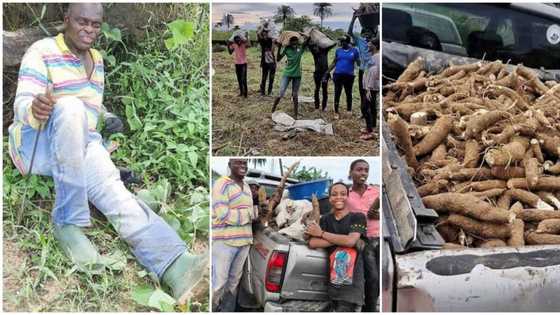 Government official takes his family to the farm to harvest cassava, photos go viral and cause huge stir