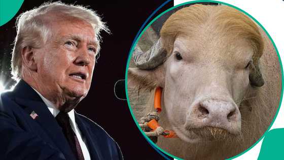 An fasa yanka saniyar da ke 'kama' da Trump a layya, gwamnati ta shiga lamarin