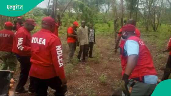 Bidiyon gonar tabar wiwi da NDLEA ta gano a jihar Kano, wani dattijo ya shiga hannu