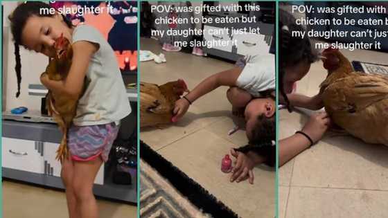 "She won't let me kill it": Little girl carefully safeguards chicken from mum, gives it makeover