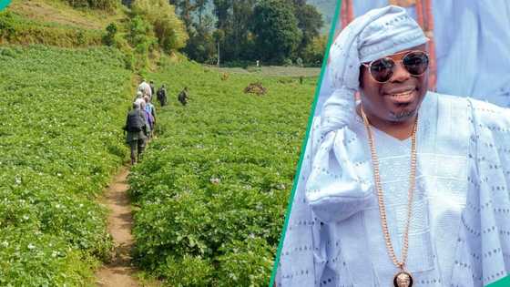Ogun community raises alarm over farmland invasion, Appeals for govt intervention