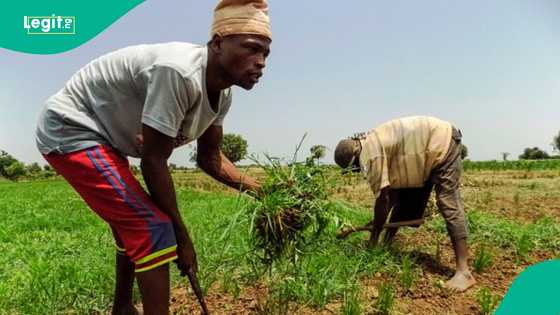 Kano farmers decry Tinubu's govt’s neglect: "Fertilisers are too expensive"