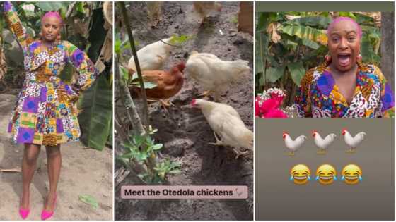 Billionaire chickens: DJ Cuppy flaunts 'ghetto-looking side' of their Ikoyi home, screams for poultry birds