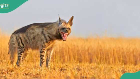 Tension as Hyena escapes from Jos wildlife park in Plateau