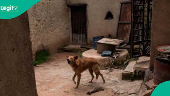 Yadda 'yan bindiga suka ba karnuka tagwayen jarirai suka cinye a dajin Zamfara